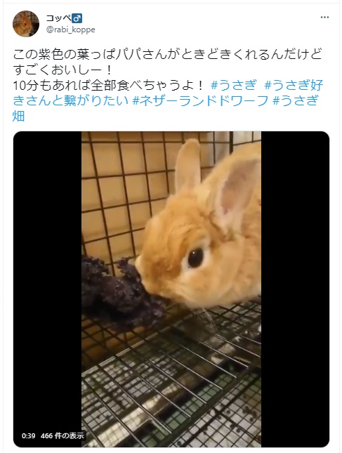 うさぎ畑,ユーザーフォト,Twitter