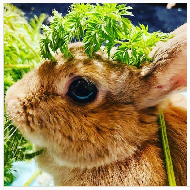 うさぎ畑,ユーザーフォト