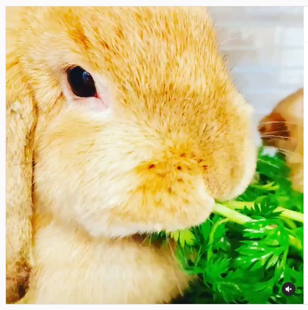 うさぎ畑,ユーザーフォト
