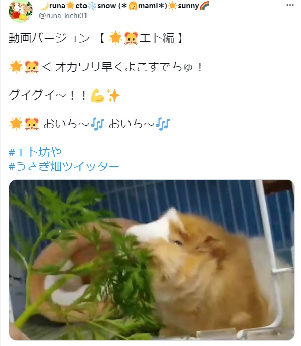 うさぎ畑,ユーザーフォト,Twitter