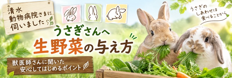 清水動物病院うさぎへの生野菜の与え方