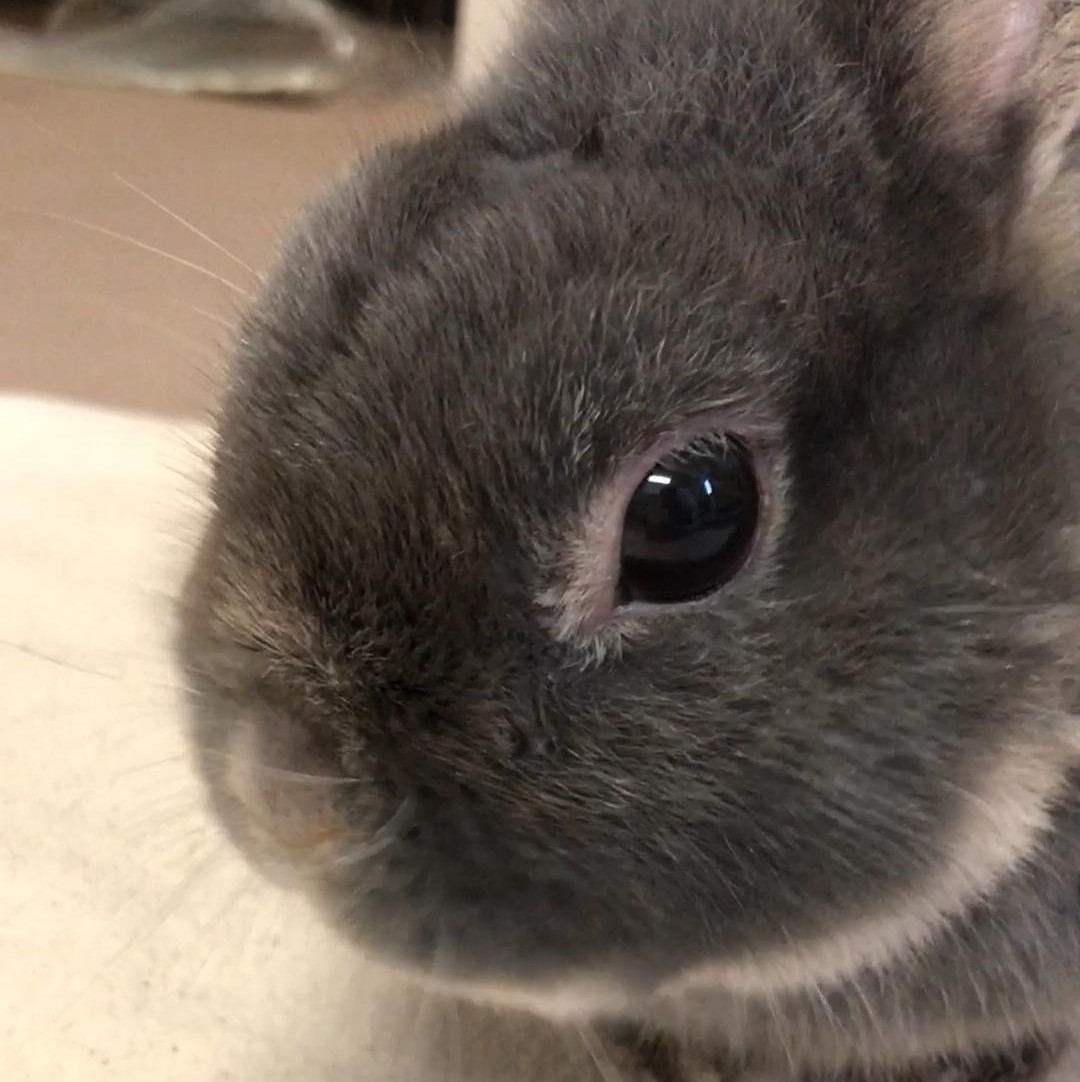 シニアうさぎ