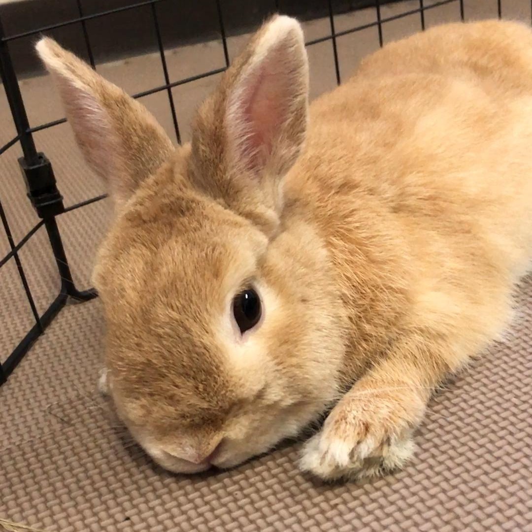 食欲がないうさぎ