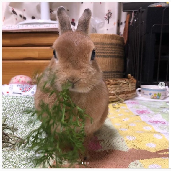うさぎ畑,ユーザーフォト,Instagram