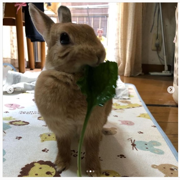 うさぎ畑,ユーザーフォト,Instagram