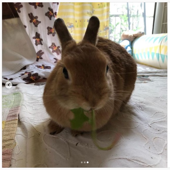うさぎ畑,ユーザーフォト,Instagram