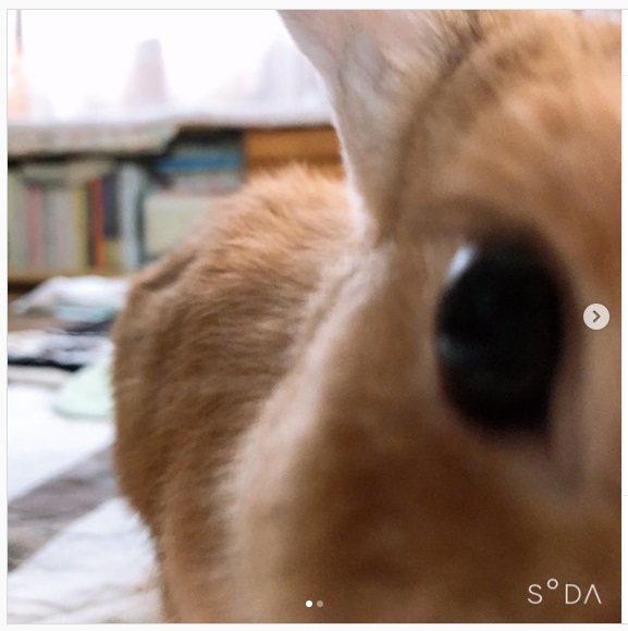 うさぎ畑,ユーザーフォト,Instagram