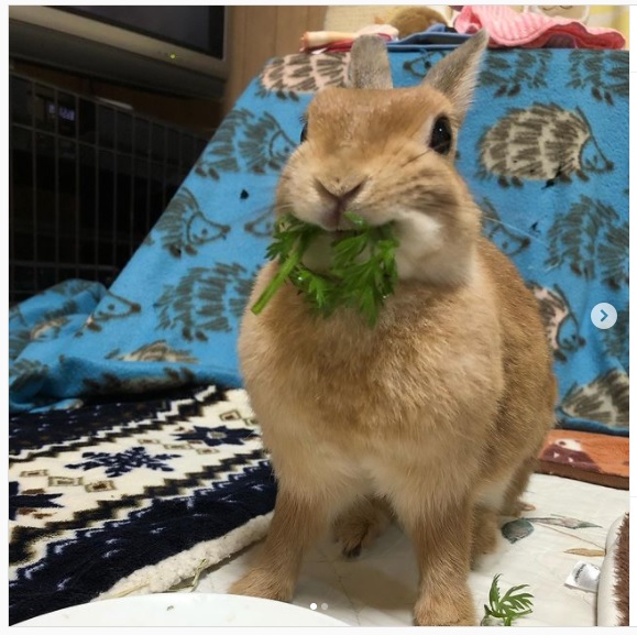 うさぎ畑,ユーザーフォト,Instagram