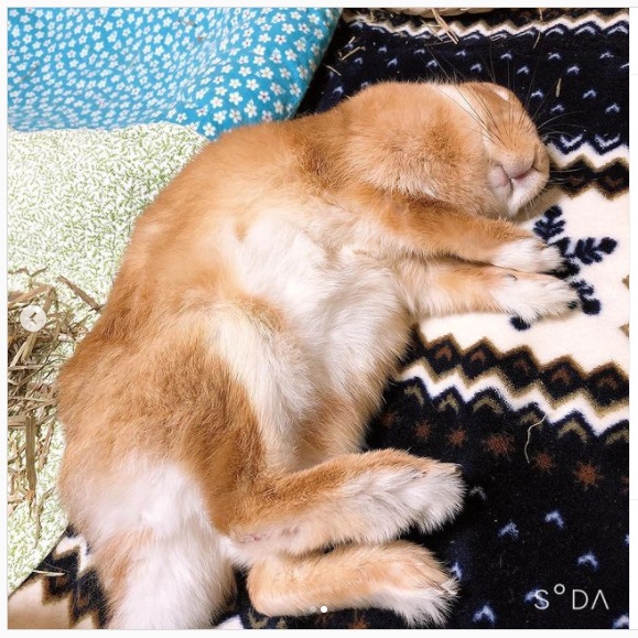 うさぎ畑,ユーザーフォト,Instagram