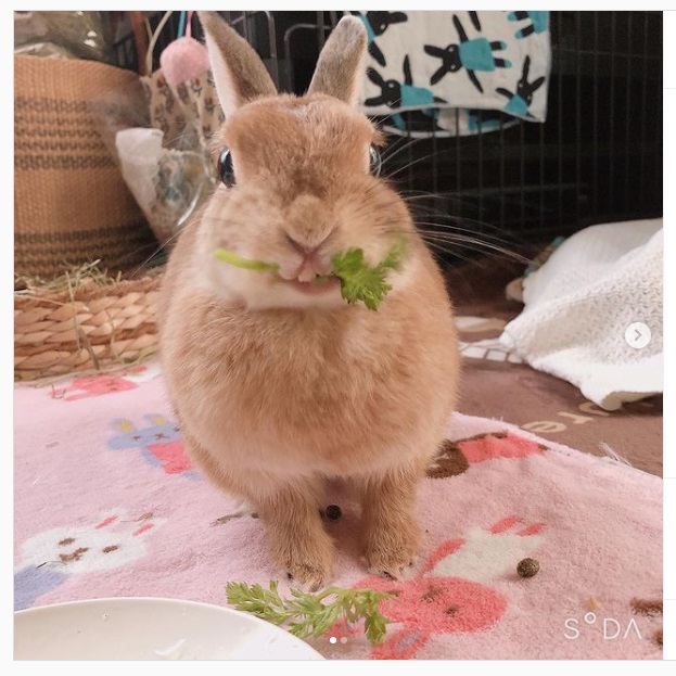 うさぎ畑,ユーザーフォト