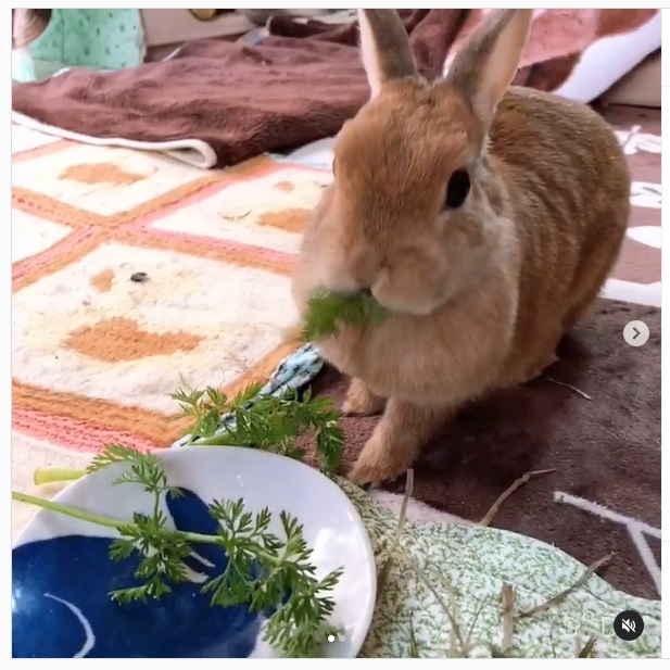 うさぎ畑,ユーザーフォト