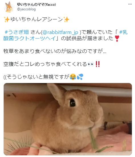 うさぎ畑,ユーザーフォト,Twitter