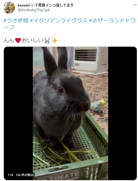 うさぎ畑,ユーザーフォト,Twitter