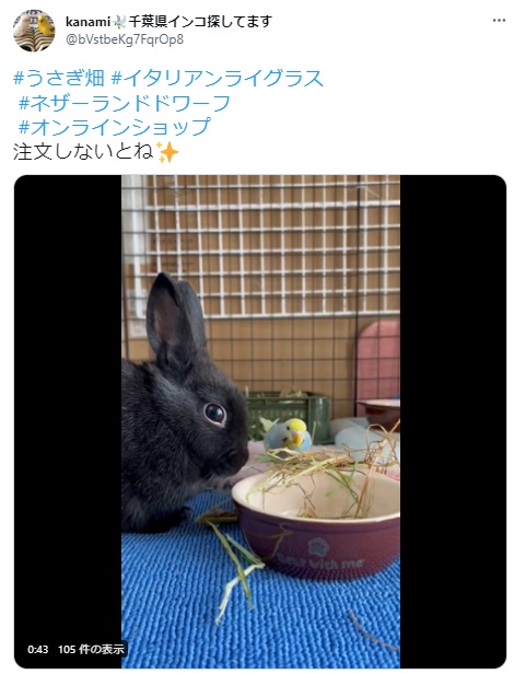 うさぎ畑,ユーザーフォト,Twitter