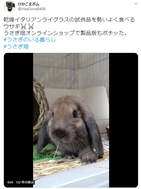 うさぎ畑,ユーザーフォト,Twitter