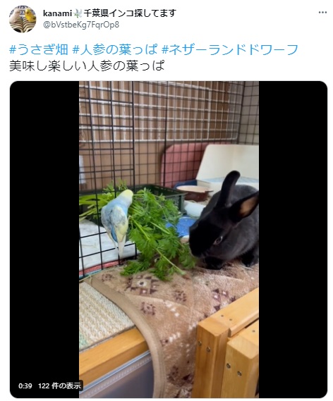 うさぎ畑,ユーザーフォト,Twitter