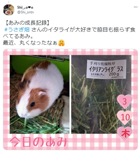 うさぎ畑,ユーザーフォト,Twitter