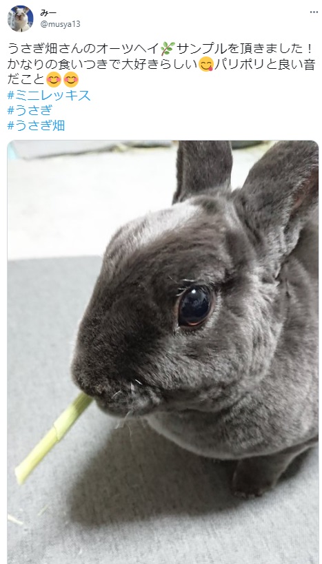 うさぎ畑,ユーザーフォト,Twitter