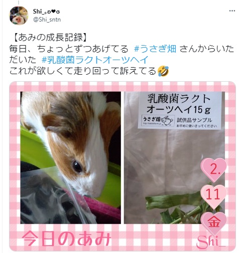 うさぎ畑,ユーザーフォト,Twitter