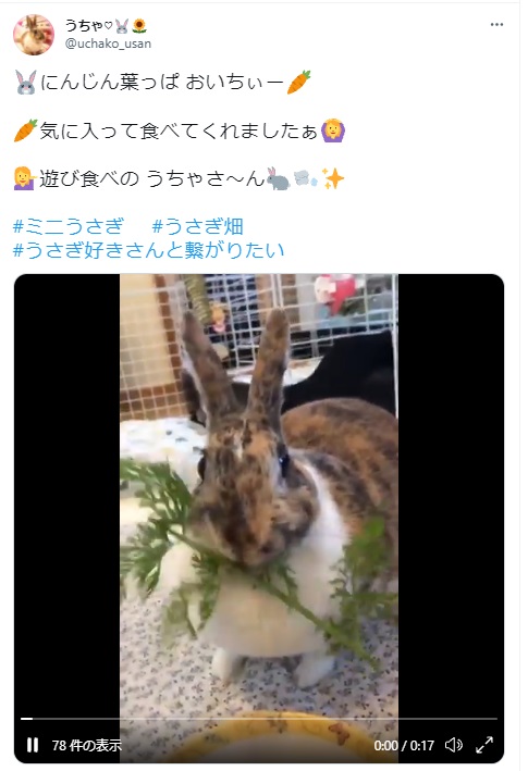 うさぎ畑,ユーザーフォト,Twitter