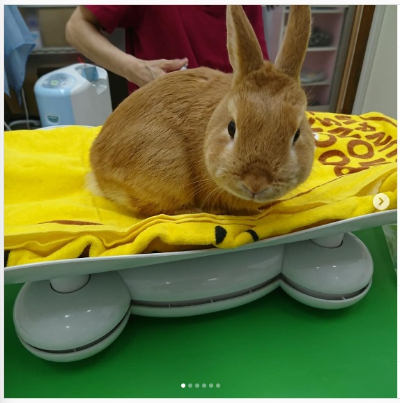 うさぎ畑,ユーザーフォト,Instagram