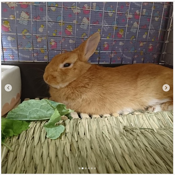 うさぎ畑,ユーザーフォト,Instagram