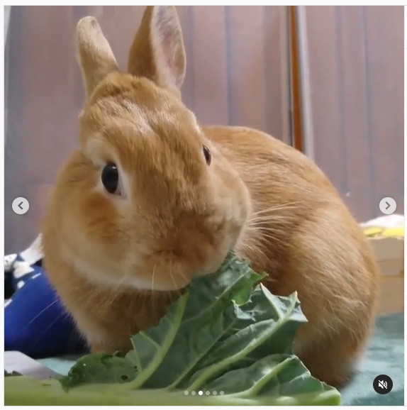 うさぎ畑,ユーザーフォト,Instagram