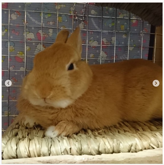 うさぎ畑,ユーザーフォト,Instagram