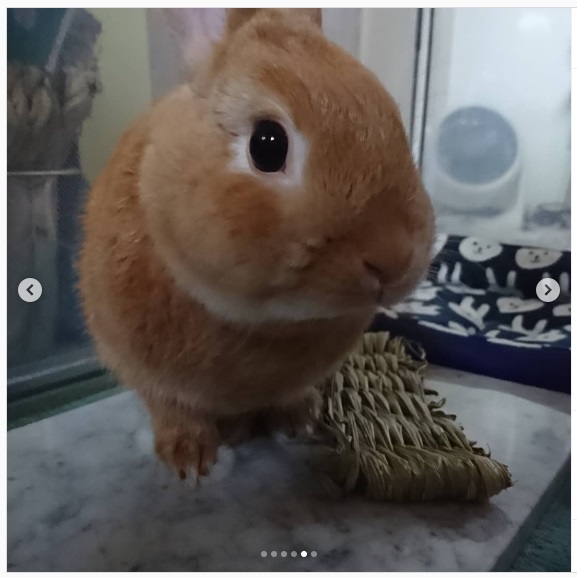 うさぎ畑,ユーザーフォト,Instagram