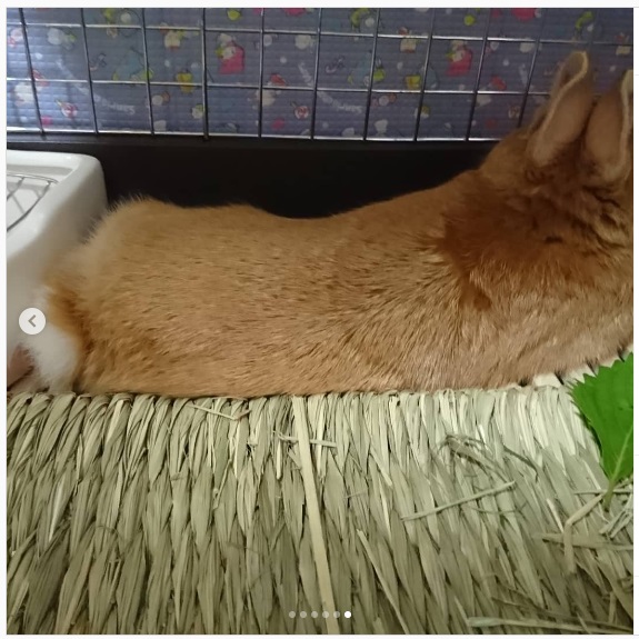 うさぎ畑,ユーザーフォト,Instagram