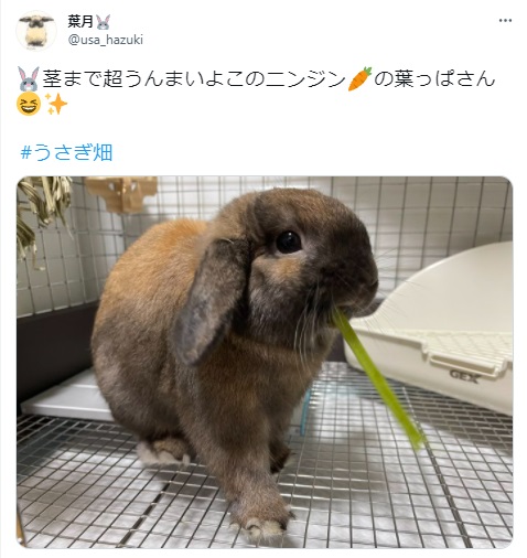 うさぎ畑,ユーザーフォト,Twitter