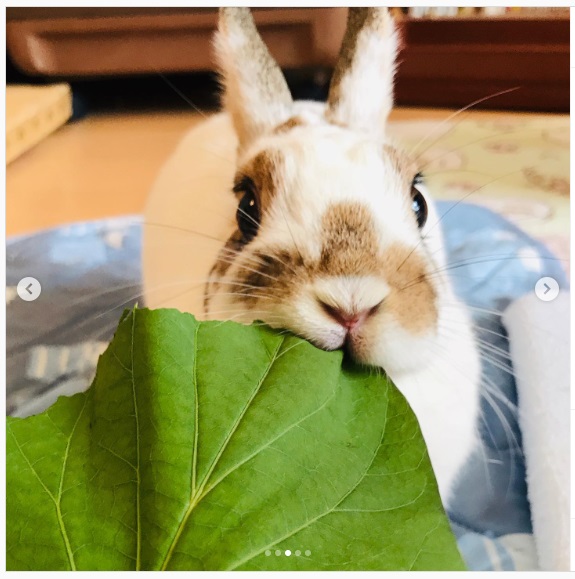 うさぎ畑,ユーザーフォト,Instagram