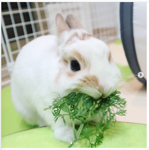 うさぎ畑,ユーザーフォト,Instagram