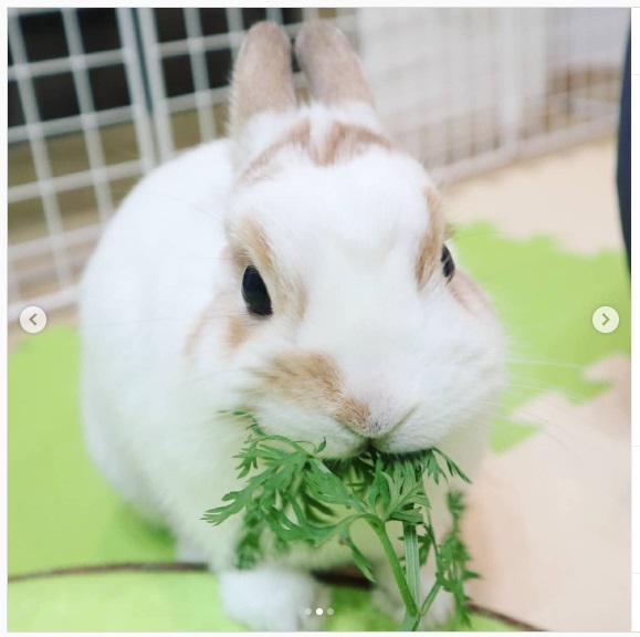 うさぎ畑,ユーザーフォト,Instagram