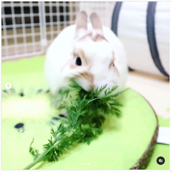 うさぎ畑,ユーザーフォト,Instagram