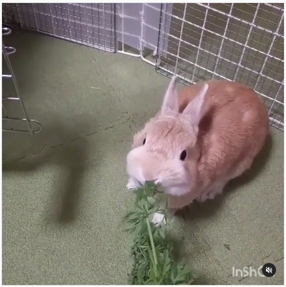 うさぎ畑,ユーザーフォト,Instagram
