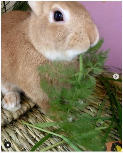 うさぎ畑,ユーザーフォト,Instagram