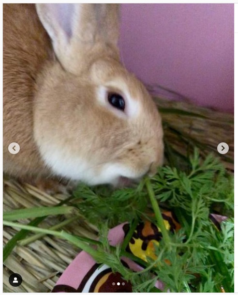うさぎ畑,ユーザーフォト,Instagram