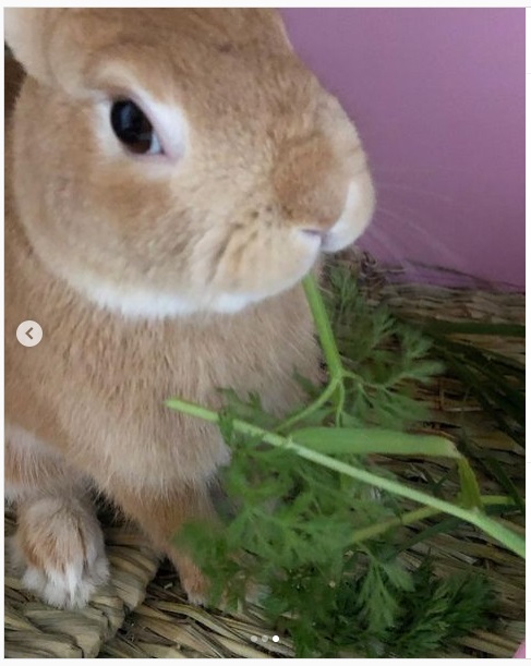 うさぎ畑,ユーザーフォト,Instagram