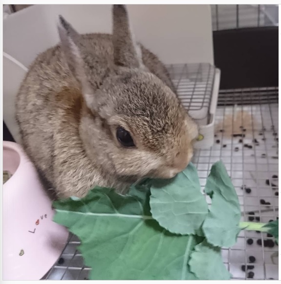 うさぎ畑,ユーザーフォト,Instagram