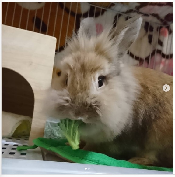 うさぎ畑,ユーザーフォト,Instagram