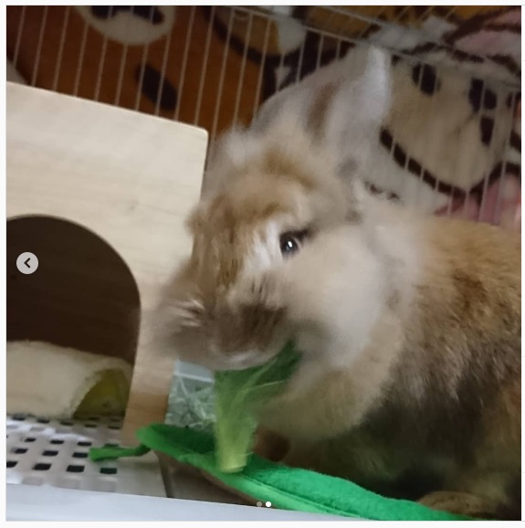 うさぎ畑,ユーザーフォト,Instagram
