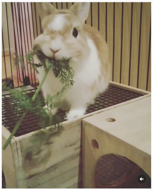 うさぎ畑,ユーザーフォト,Instagram