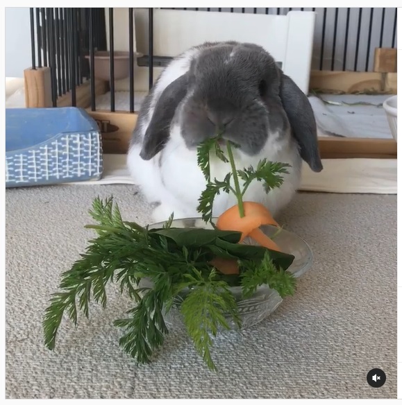 うさぎ畑,ユーザーフォト,Instagram