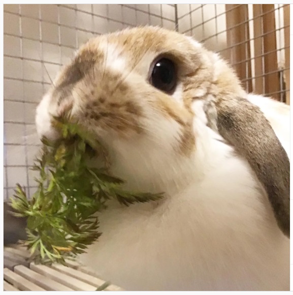 うさぎ畑,ユーザーフォト,Instagram