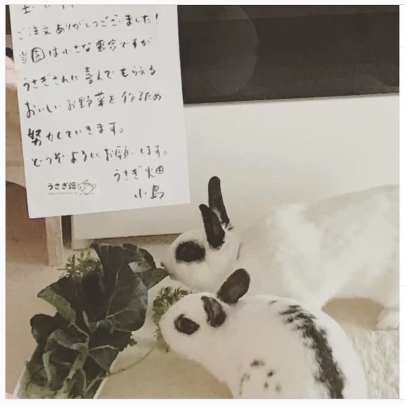 うさぎ畑,ユーザーフォト,Instagram