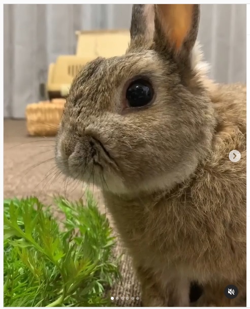 うさぎ畑,ユーザーフォト,Instagram
