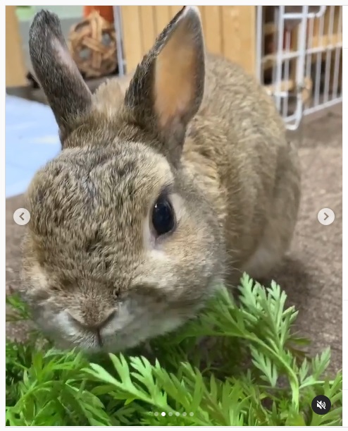 うさぎ畑,ユーザーフォト,Instagram
