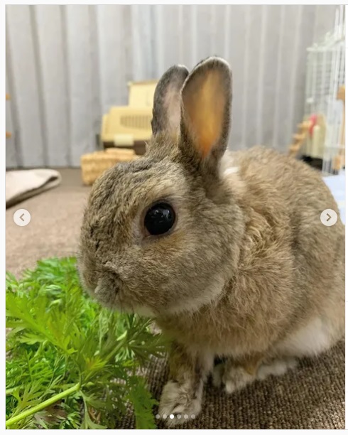 うさぎ畑,ユーザーフォト,Instagram