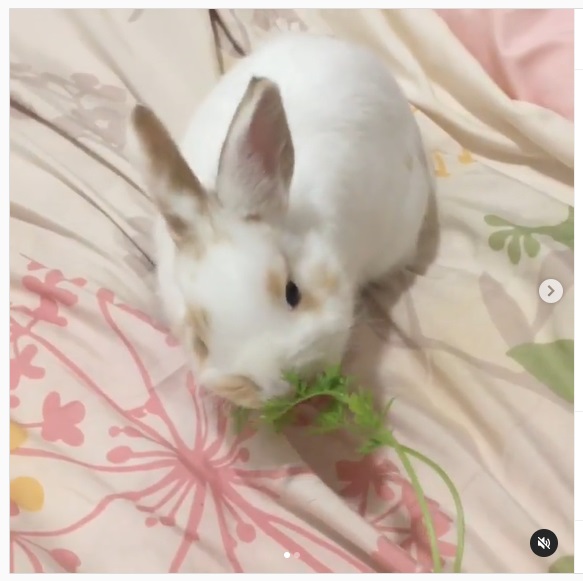 うさぎ畑,ユーザーフォト,Instagram